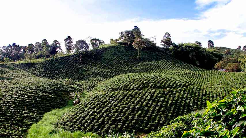 paisaje cultural cafetero