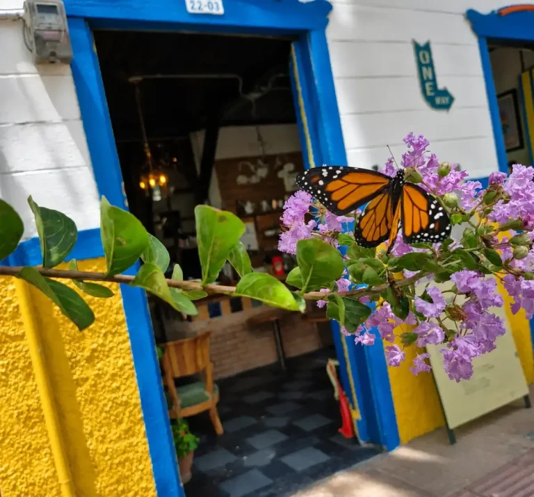 Mariposa monarca sobre flores moradas en Santo Tomas Cafe Tostion de Calarca