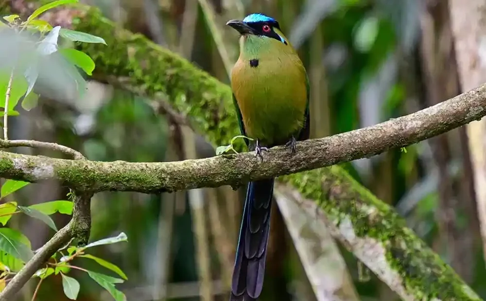 Jardin Botanico del Quindio en Calarca para contenidos de turismo en Calarca, Quindio y el Eje Cafetero