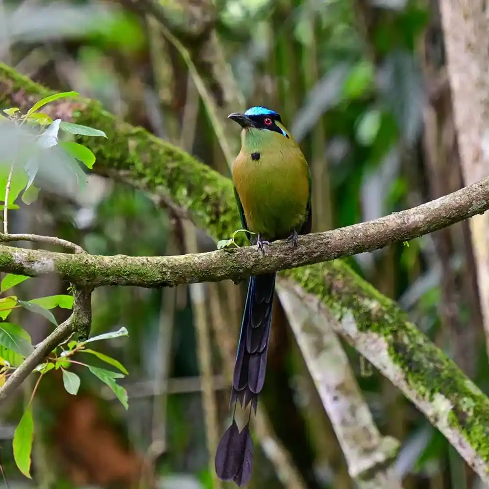 Jardin Botanico del Quindio en Calarca para contenidos de turismo en Calarca, Quindio y el Eje Cafetero