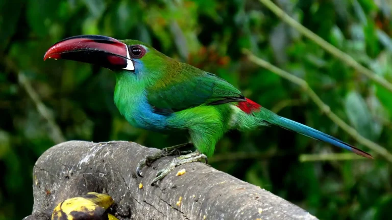 Jardin Botanico del Quindio en Calarca para contenidos de turismo en Calarca, Quindio y el Eje Cafetero