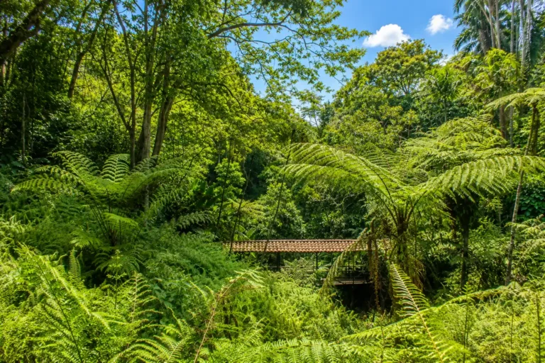 Jardin Botanico del Quindio en Calarca para contenidos de turismo en Calarca, Quindio y el Eje Cafetero