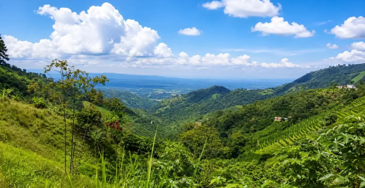 Cafetales y paisaje montañoso de Pijao, Quindío