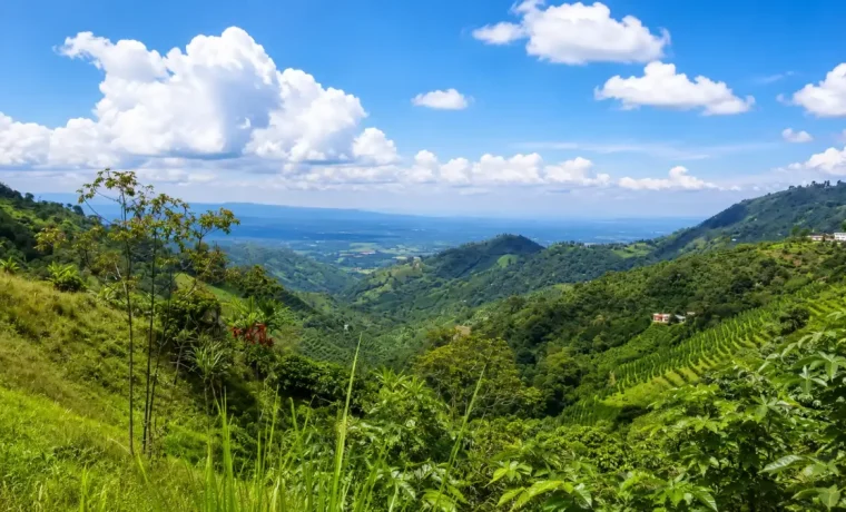 Cafetales y paisaje montañoso de Pijao, Quindío