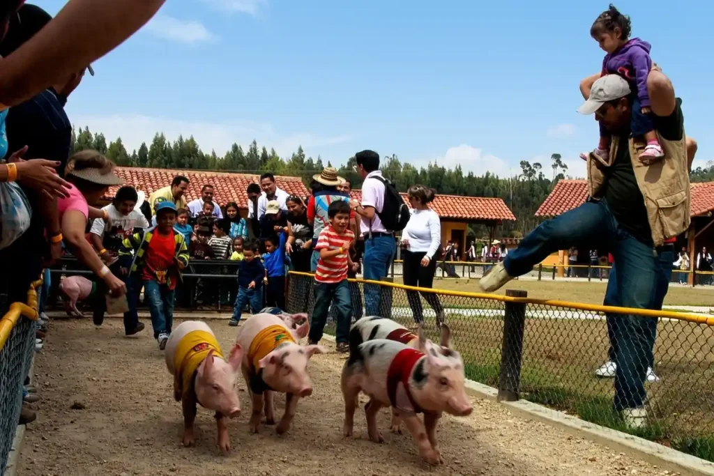 Carrera de cerdos frente a familias visitantes de PANACA en Quimbaya
