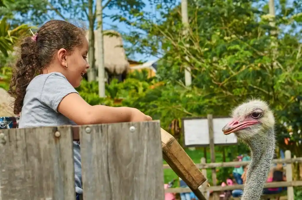Niña observando un avestruz durante una experiencia con animales en PANACA