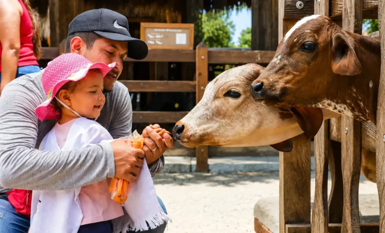 Familia alimentando terneros durante una experiencia de PANACA en Quimbaya