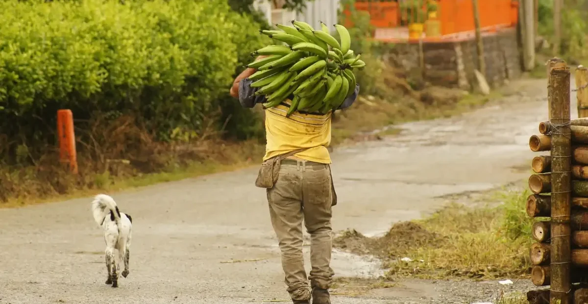 Campesino cargando un racimo de platano por un camino rural del Quindio junto a un perro