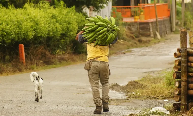 Trabajador rural transportando plátano por un camino del Quindío