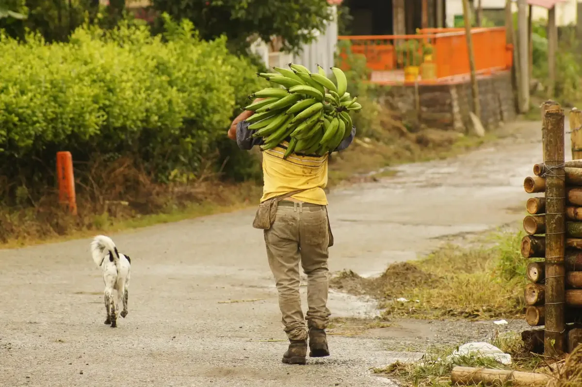 Campesino cargando un racimo de platano por un camino rural del Quindio junto a un perro