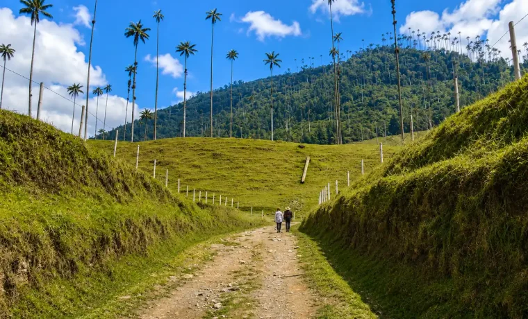 Camino de tierra entre laderas y palmas de cera en el Valle de Cocora