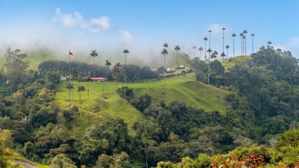 Niebla cubriendo una ladera verde con palmas de cera en el Valle de Cocora
