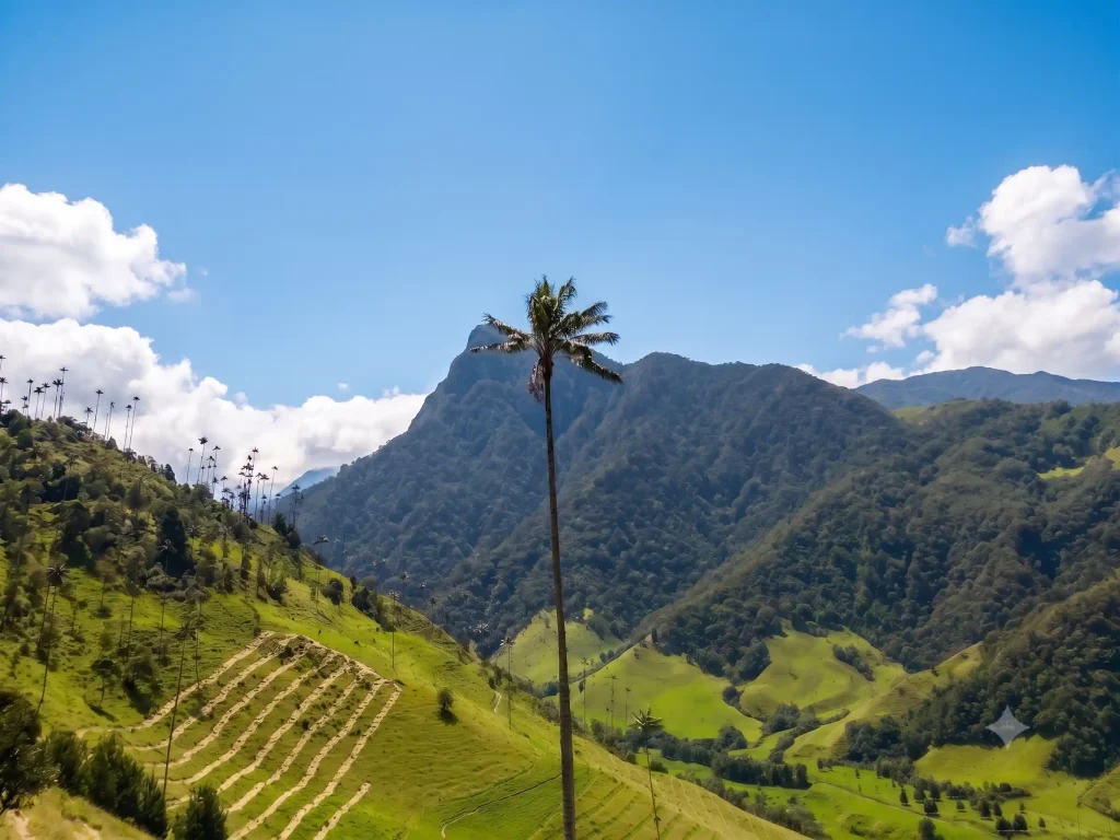 Palma de cera frente a las montañas verdes del Valle de Cocora en Salento