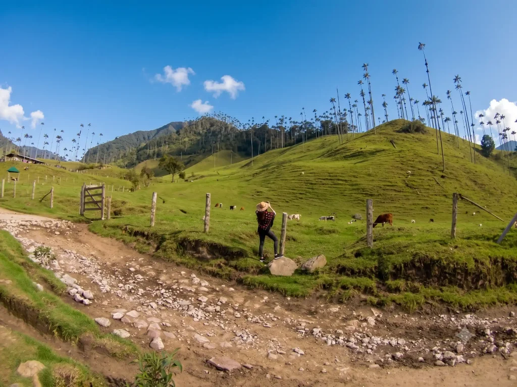 Camino rural entre laderas verdes y palmas de cera en el Valle de Cocora