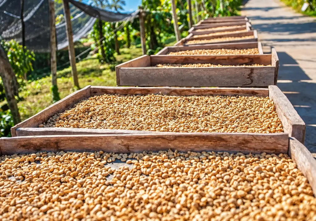 Proceso del café Beneficio y Secado del café en Salento